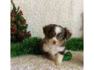 Miniature Australian Shepherd Puppy for sale in Elkhart, KS, USA