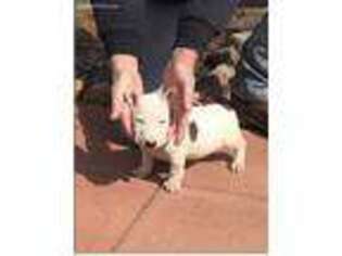 Bull Terrier Puppy for sale in Hot Springs, AR, USA