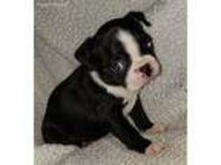 Boston Terrier Puppy for sale in Oologah, OK, USA