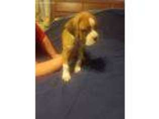 Boxer Puppy for sale in Pittsfield, IL, USA