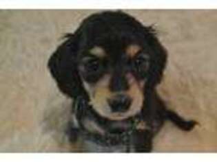Dachshund Puppy for sale in Lead Hill, AR, USA