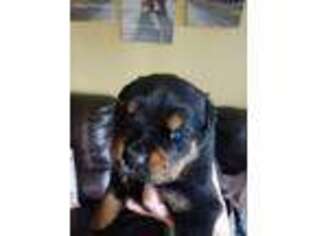 Rottweiler Puppy for sale in Long Beach, WA, USA