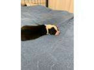 Cardigan Welsh Corgi Puppy for sale in Tiskilwa, IL, USA