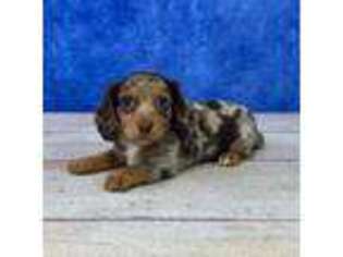 Dachshund Puppy for sale in Almena, WI, USA