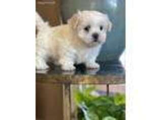 Mal-Shi Puppy for sale in Hamilton, MO, USA