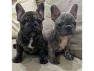 French Bulldog Puppy for sale in Russellville, AR, USA