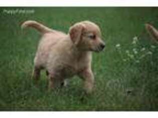 Golden Retriever Puppy for sale in Grand Rapids, MI, USA