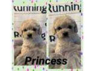 Shih-Poo Puppy for sale in Altus, AR, USA