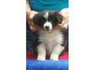 Border Collie Puppy for sale in Winston Salem, NC, USA