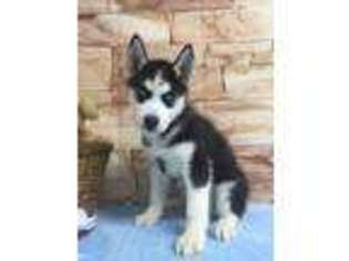Siberian Husky Puppy for sale in Seneca Falls, NY, USA