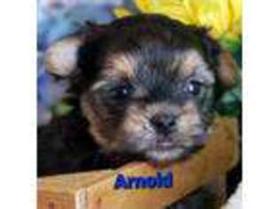 Mutt Puppy for sale in Sheridan, MI, USA