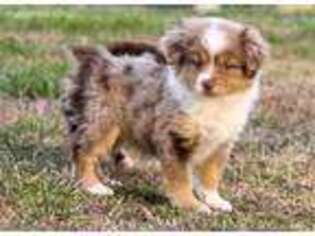 Miniature Australian Shepherd Puppy for sale in Dalton, GA, USA