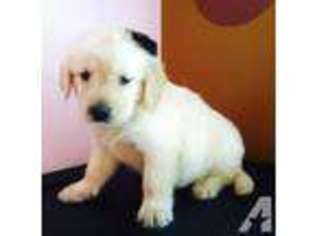 Mutt Puppy for sale in HERKIMER, NY, USA