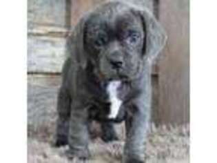 Puggle Puppy for sale in West Plains, MO, USA