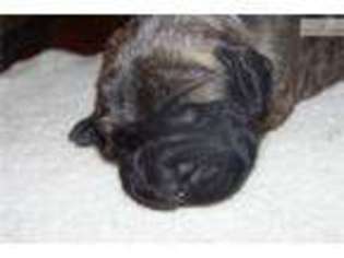 Mastiff Puppy for sale in Missoula, MT, USA