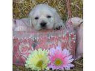 Mutt Puppy for sale in Ewing, IL, USA