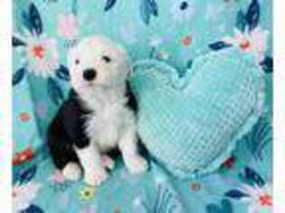 Old English Sheepdog Puppy for sale in Peru, IL, USA