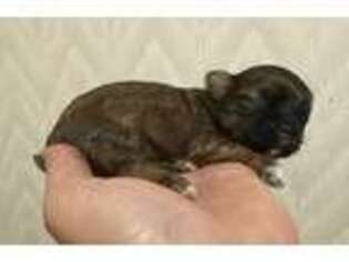 Shorkie Tzu Puppy for sale in Cassville, MO, USA