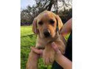 Labrador Retriever Puppy for sale in Sonora, CA, USA