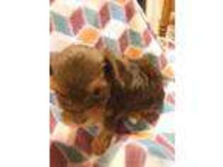 Yorkshire Terrier Puppy for sale in Theresa, NY, USA