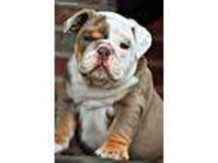 Olde English Bulldogge Puppy for sale in Springfield, MO, USA
