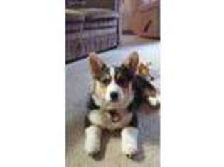 Pembroke Welsh Corgi Puppy for sale in Greentown, PA, USA