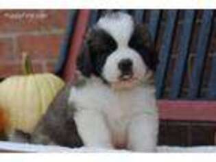Saint Bernard Puppy for sale in Williamsburg, IN, USA