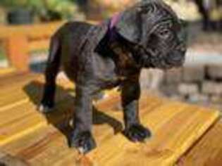 Cane Corso Puppy for sale in Seattle, WA, USA