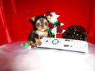 Yorkshire Terrier Puppy for sale in WILLIAMSTON, SC, USA