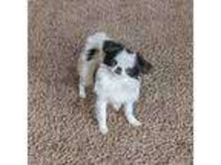 Mutt Puppy for sale in Atkinson, NE, USA