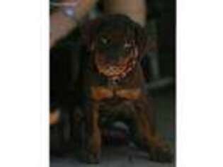 Doberman Pinscher Puppy for sale in Milford, IL, USA