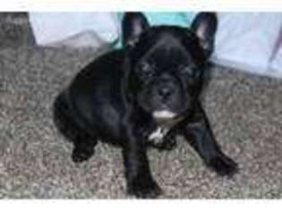 French Bulldog Puppy for sale in Tupelo, MS, USA