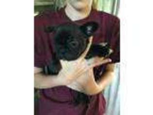 French Bulldog Puppy for sale in Springfield, TN, USA