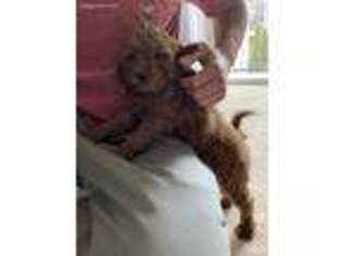 Goldendoodle Puppy for sale in North East, MD, USA