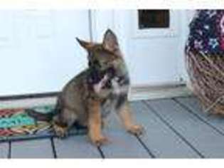 German Shepherd Dog Puppy for sale in Woodland, AL, USA