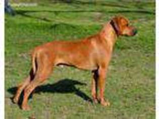 Rhodesian Ridgeback Puppy for sale in Yorktown, TX, USA