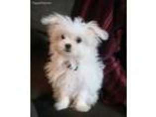 Mi-Ki Puppy for sale in Burton, MI, USA