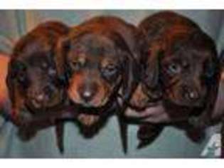 Dachshund Puppy for sale in MANCHESTER, NH, USA