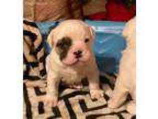 Olde English Bulldogge Puppy for sale in Ruffin, NC, USA