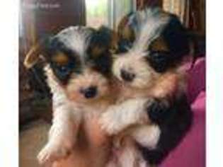 Yorkshire Terrier Puppy for sale in Gering, NE, USA