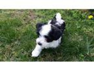 Havanese Puppy for sale in Warsaw, MO, USA