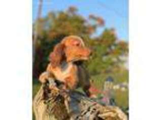 Dachshund Puppy for sale in Cedar Springs, MI, USA