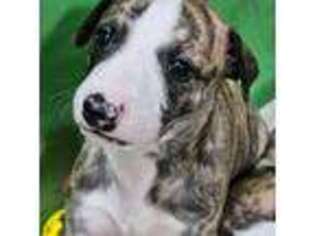 Whippet Puppy for sale in Lansing, IL, USA