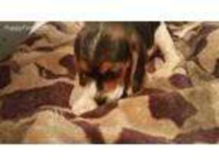 Beagle Puppy for sale in Wentworth, MO, USA