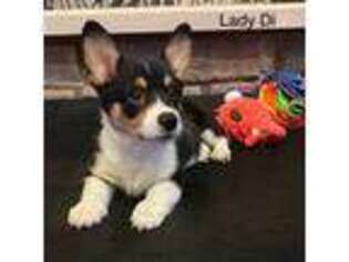 Pembroke Welsh Corgi Puppy for sale in Minooka, IL, USA