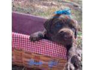 Labradoodle Puppy for sale in Lake Park, GA, USA