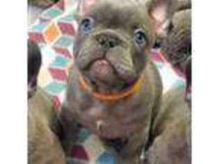 French Bulldog Puppy for sale in Demopolis, AL, USA