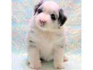 Miniature Australian Shepherd Puppy for sale in Kearny, AZ, USA