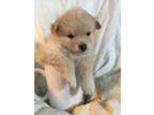 Pomeranian Puppy for sale in Elizabethtown, PA, USA