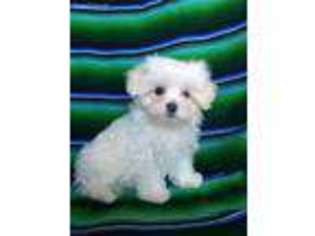 Maltese Puppy for sale in Orange City, IA, USA